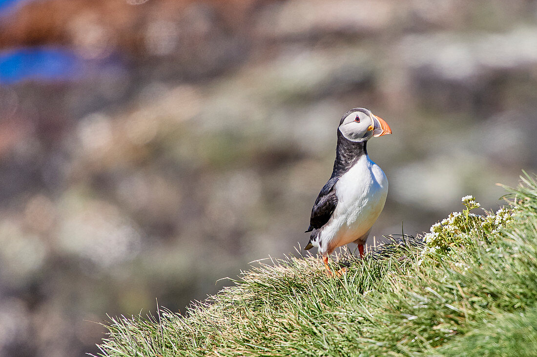 Papageientaucher (Puffin) auf Grímsey, Island