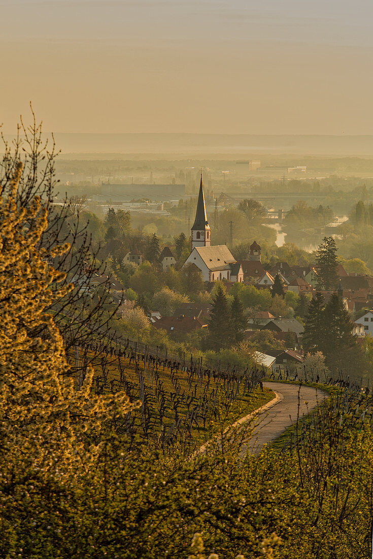 Morgendlicher Blick auf Sulzfeld am Main, Kitzingen, Unterfranken, Franken, Bayern, Deutschland, Europa