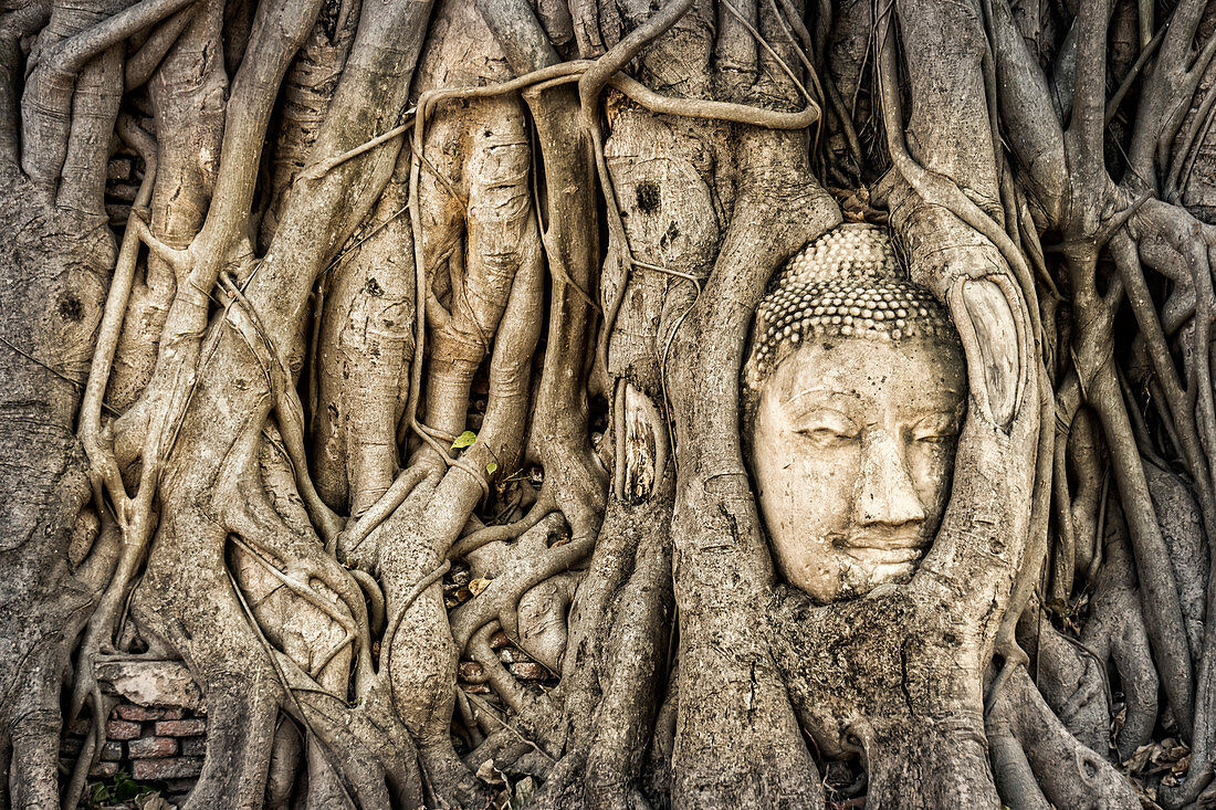 Buddha head enclosed by roots, Ayutthaya, Wat Mahatat, Thailand, Asia
