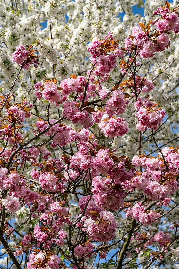 Cherry blossom in Teltow, Mauerweg, Brandenburg, Germany