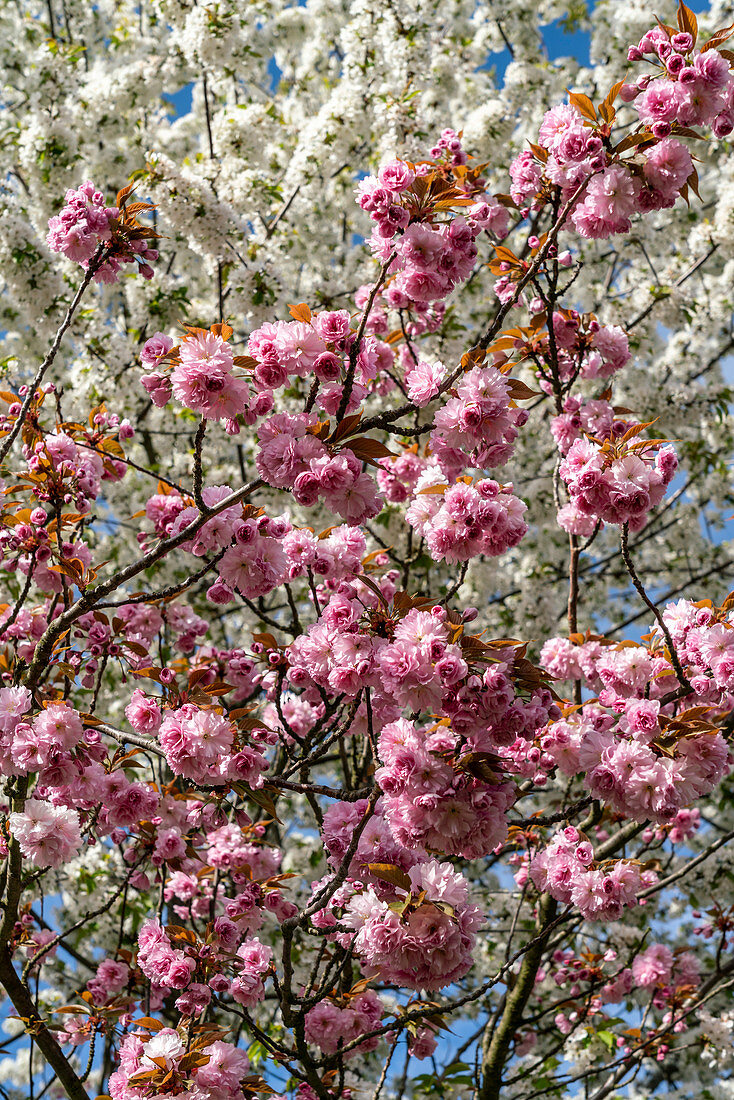 Kirschblüte in Teltow, Mauerweg, Brandenburg, Deutschland