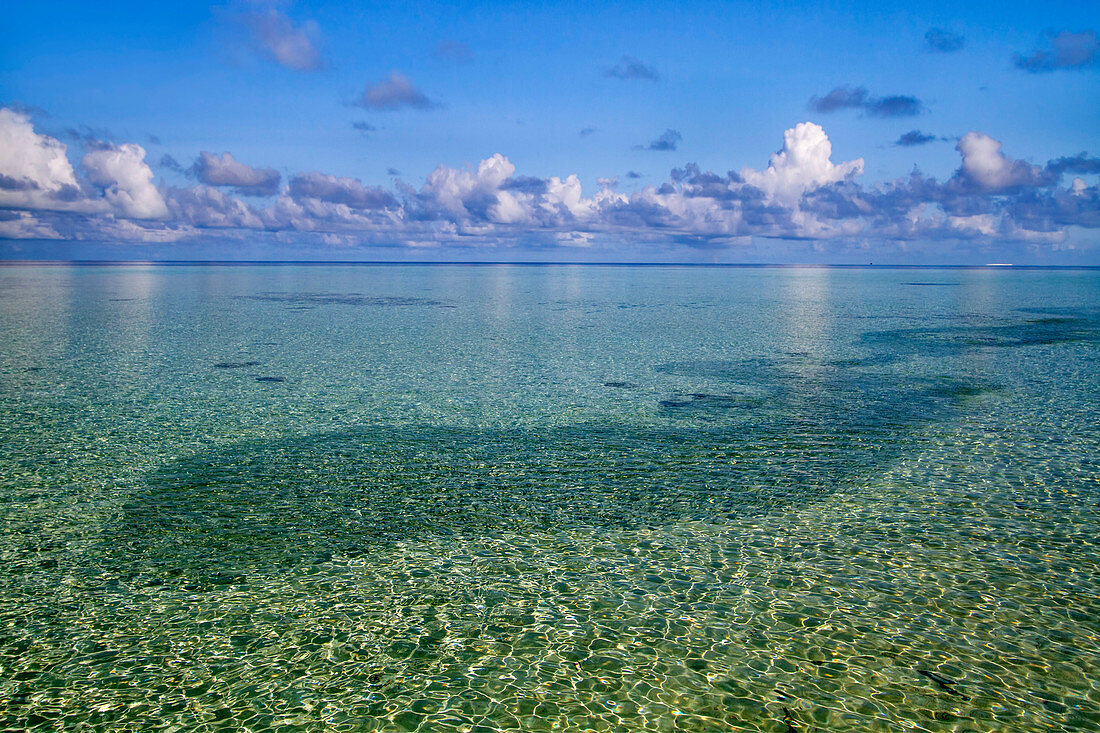 Fischschwärme im kristallklaren Meer auf Biyadhoo Island, Malediven, Indischer Ozean