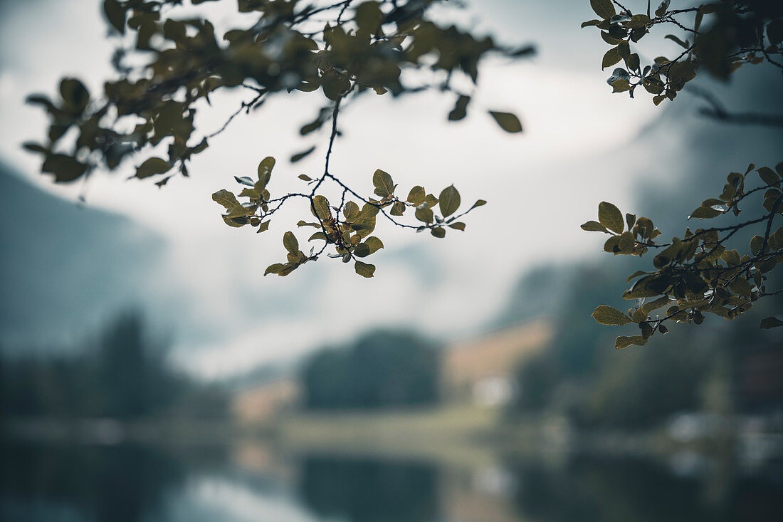 Herabhängende Blätter eines Baumes am Hintersee als Bildausschnitt mit selektivem Fokus, Hintersee, Berchteslgadener Land, Bayern, Deutschland