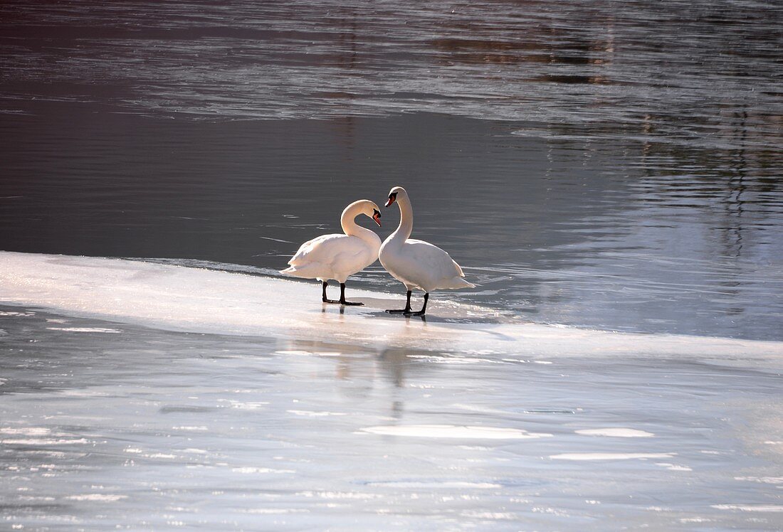 Swans in Alleghe on lake, ice, winter, water, Belluno Dolomites, Veneto, Italy