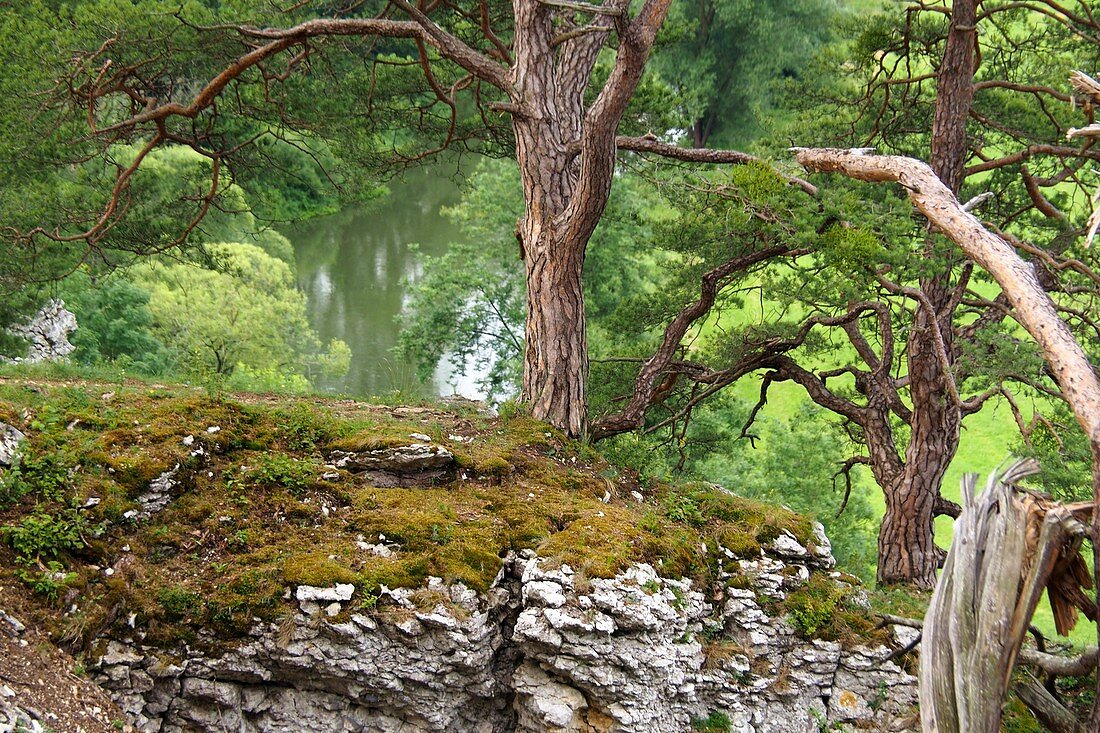 on the 12 apostles near Solnhofen, river, rocks, tree, pine, green, summer, Altmühltal, North Upper Bavaria, Bavaria, Germany
