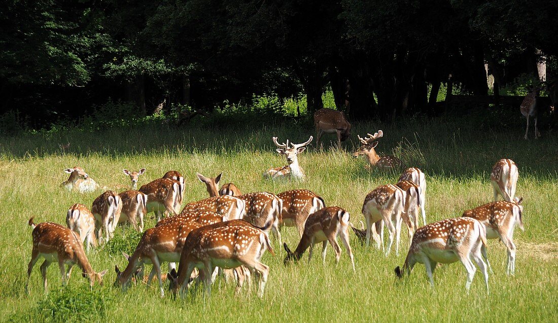 Damwildherde bei Pappenheim, Hirsche, Rehe, Wiese,  Altmühltal, Oberbayern, Bayern, Deutschland