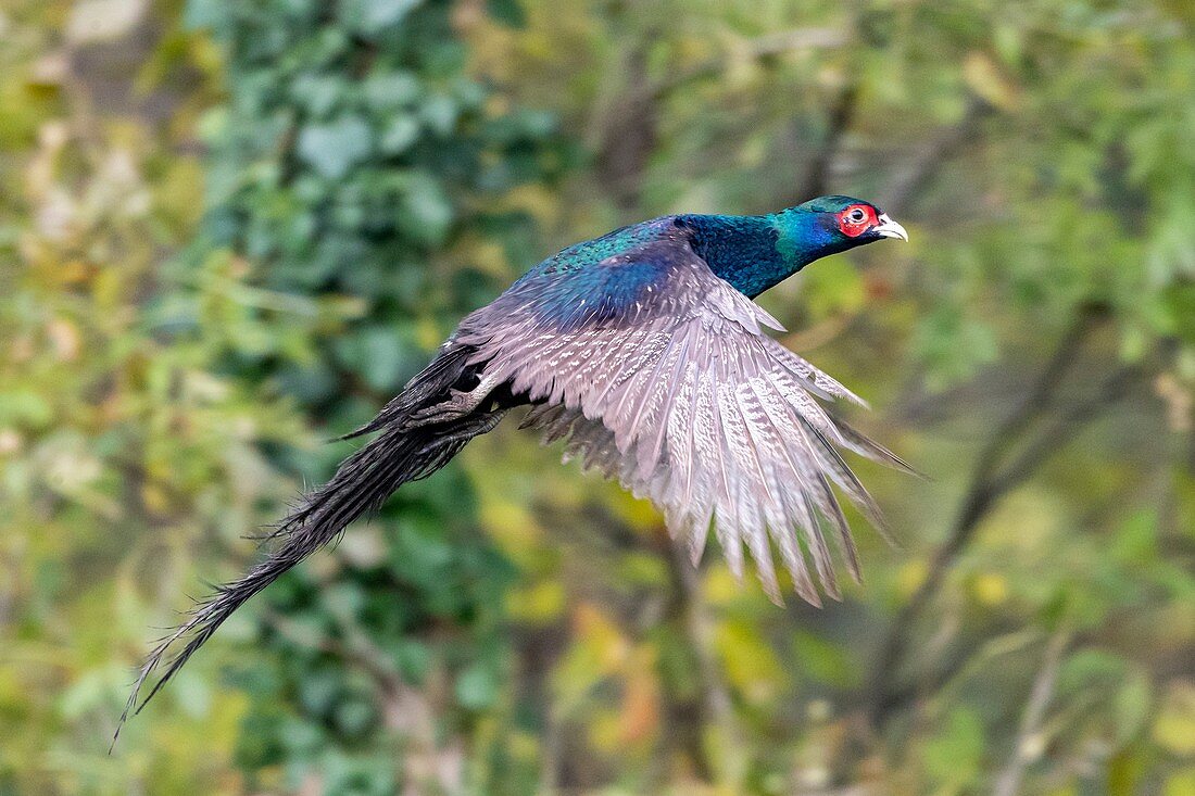 France, Bas Rhin, Common Pheasant (Phasianus colchicus), male in flight.