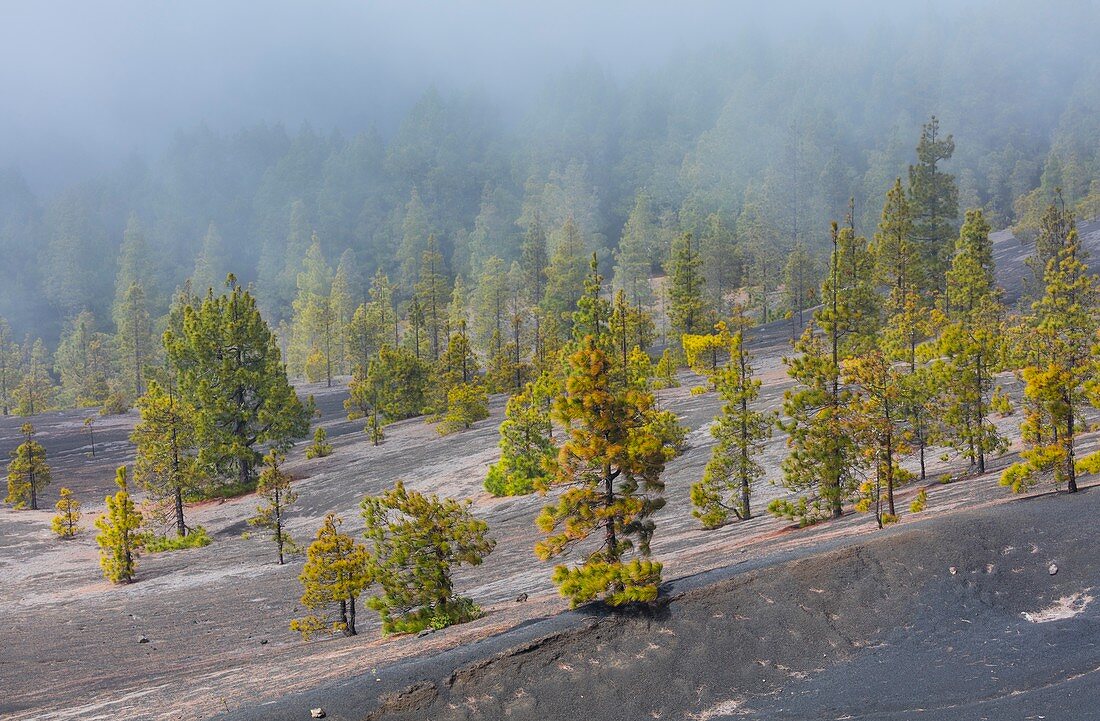 Fog and Canary Island pine forest, Llano del Jable, Island of La Palma, Canary Islands, Spain, Europe