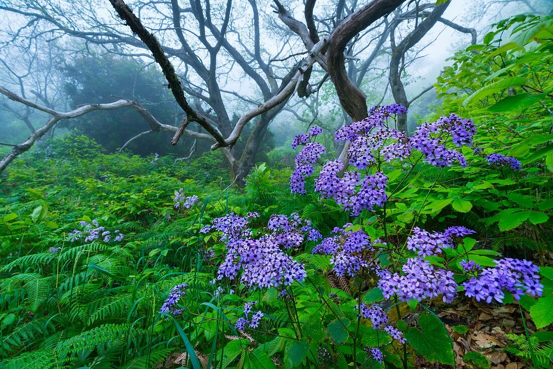 Blumen (Pericallis papyracea) im Kastanienwald, Gemeinde El Paso, Insel La Palma, Kanarische Inseln, Spanien, Europa