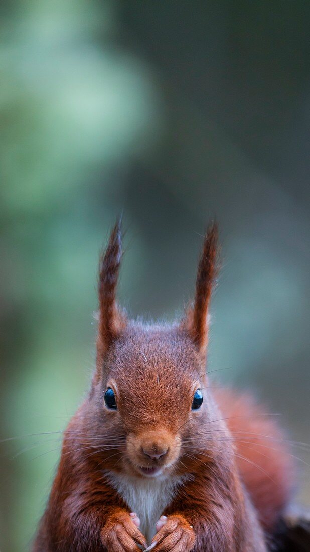 Rotes Eichhörnchen oder Eurasisches Rotes Eichhörnchen (Sciurus vulgaris), Alava, Baskenland, Spanien