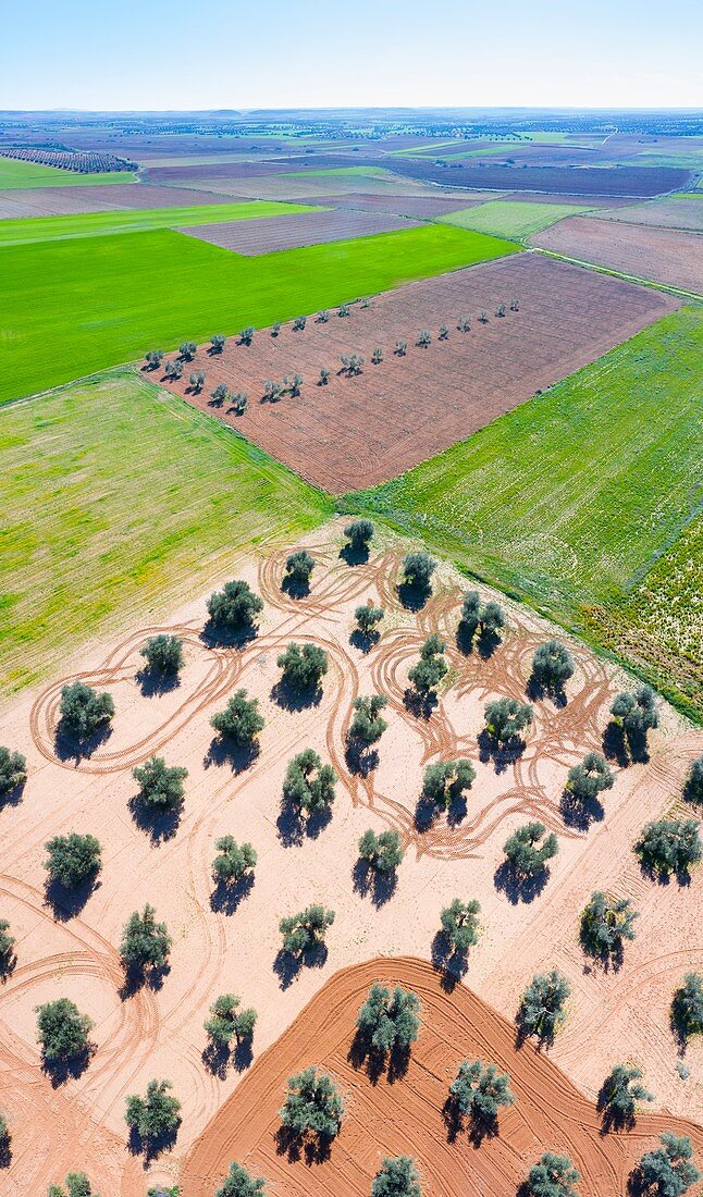 Luftaufnahme von Olivenhainen und Getreidefeldern, Toledo, Kastilien-La Mancha, Spanien, Europa