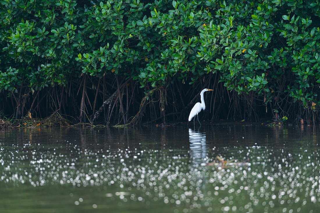 GREAT EGRET (Ardea alba), La Tovara National Park, Ramsar Site, Wetlands of International Importance, San Blas Town, Matanchen Bay, Pacific Ocean, Riviera Nayarit, Nayarit state, Mexico, Central America, America