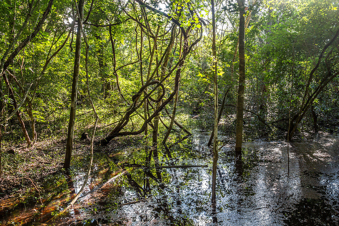 Sumpf im Dschungel von Calakmul, Yucatan Halbinsel, Mexiko