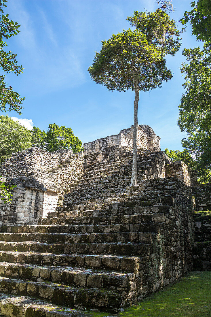 Overgrown stairs of Mayan pyramid on Calakmul temple grounds, Yucatan Peninsula, Mexico