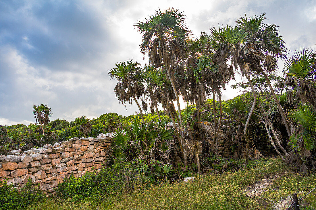 Palmen auf dem Gelände der Maya Stätten von Tulum, Quintana Roo, Yucatan Halbinsel, Mexiko