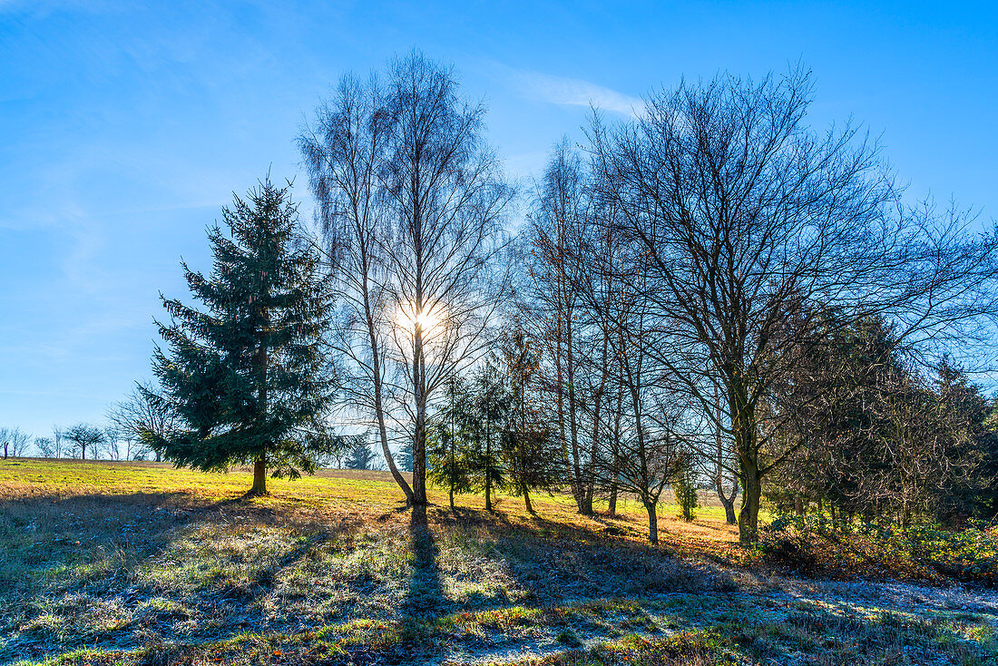 Winterliche Bäume bei Ransen, Hunsrück, Rheinland-Pfalz, Deutschland