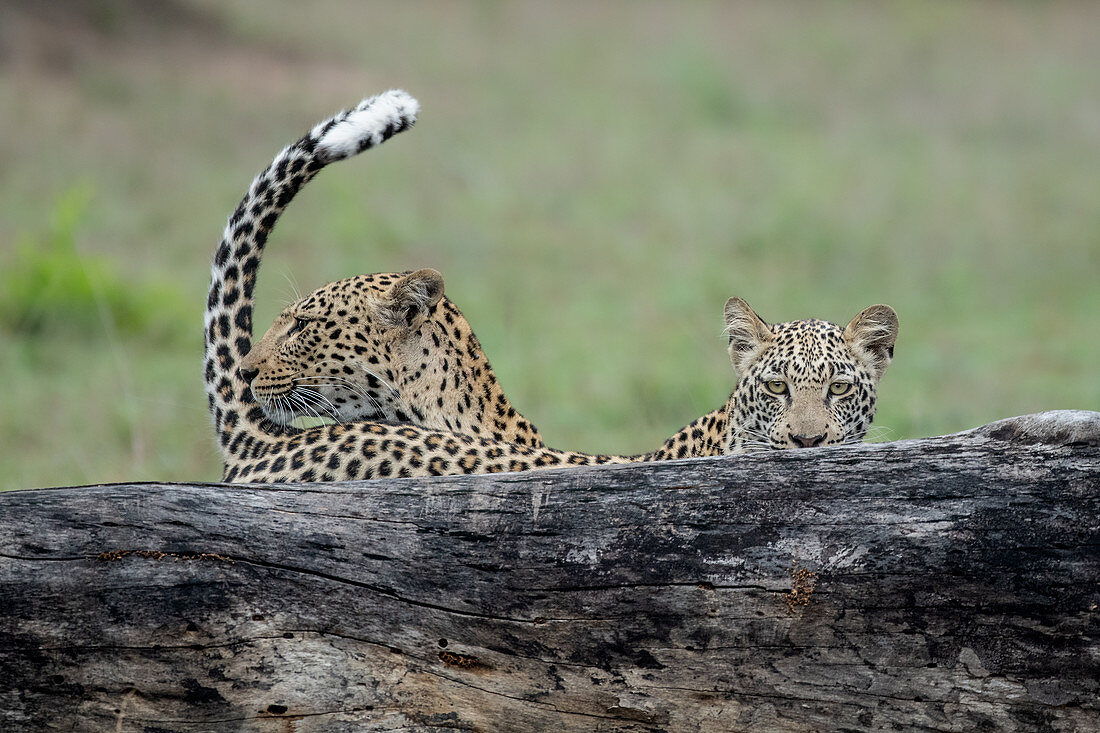 A mother leopard, Panthera pardus, and its cub stand behind a log, tail up, direct gaze