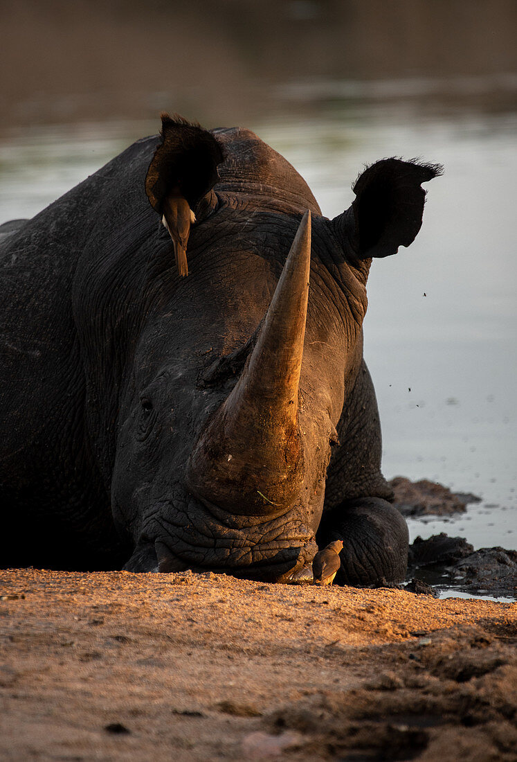 A white rhino, Ceratotherium simum, lies down in a waterhole, resting head on ground, sunset light