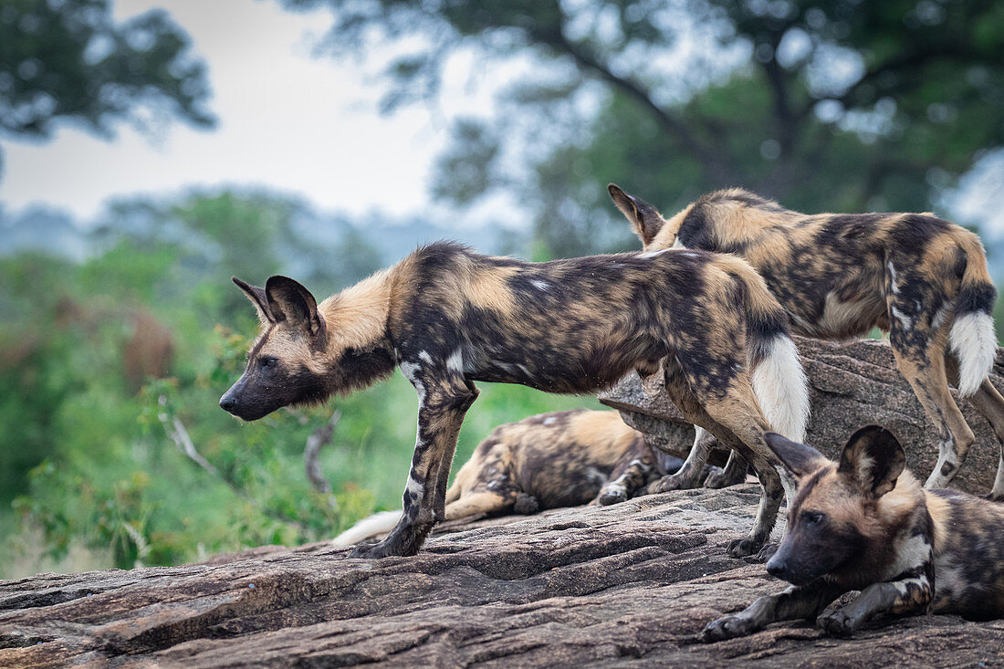Ein Rudel Wildhunde (Lycaon pictus), stehend und liegend