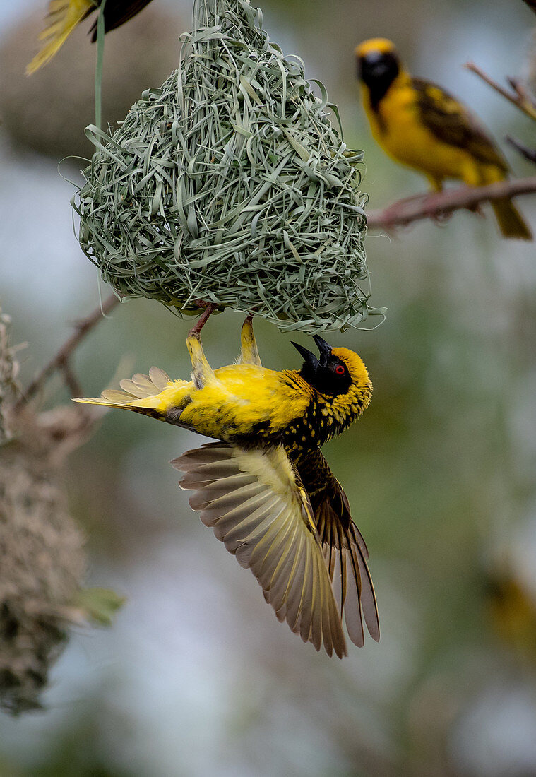 Ein Dorfwebervogel (Ploceus cucullatus), hängt kopfüber mit ausgebreiteten Flügeln an seinem Nest