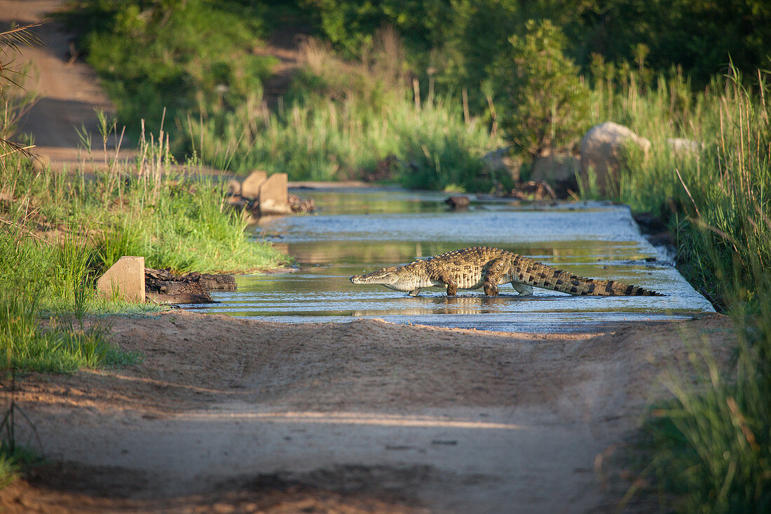 A nile crocodile, Crocodylus niloticus, as it walks across a river on a causeway