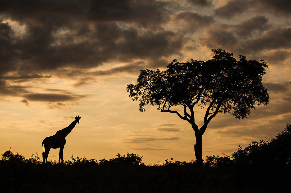 Silhouette einer Giraffe (Giraffa camelopardalis giraffa) vor einem einzelnen Baum bei Sonnenuntergang