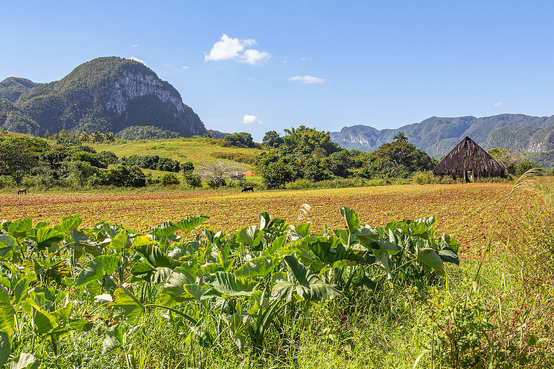View over landscape in the Vinales valley (&quot;Valle de Vinales&quot;), Pinar del Rio province, Cuba