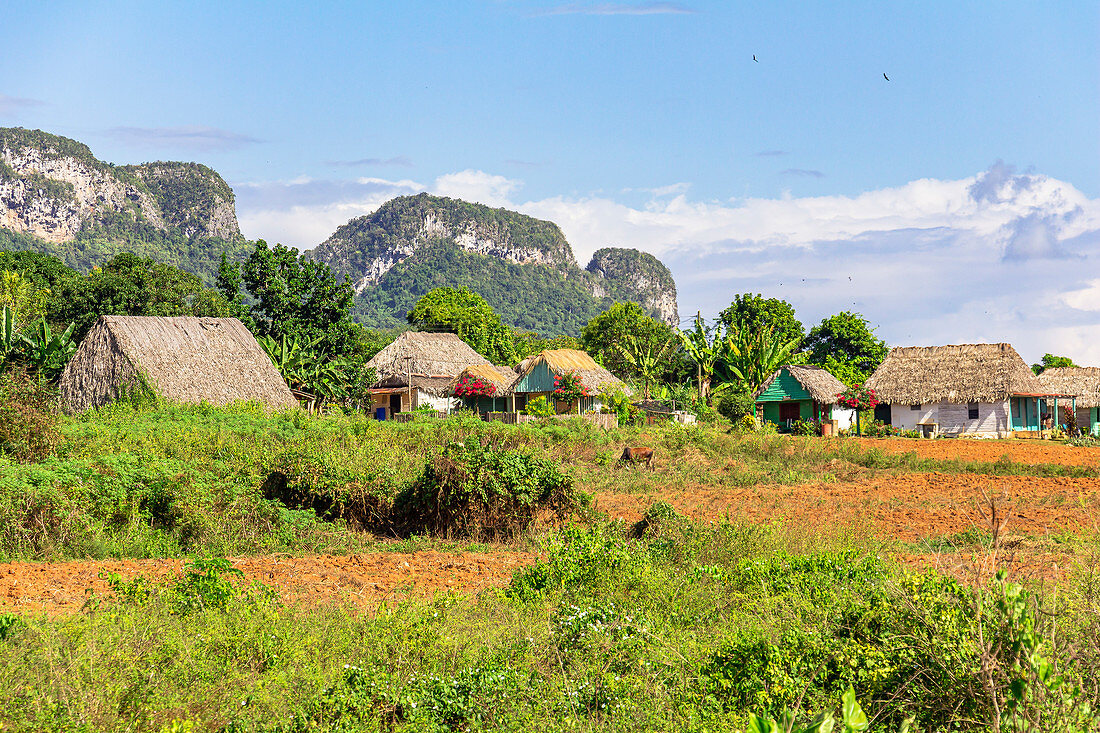 Landscape and rural life on hiking trail in the Vinales valley (&quot;Valle de Vinales&quot;), Pinar del Rio province, Cuba