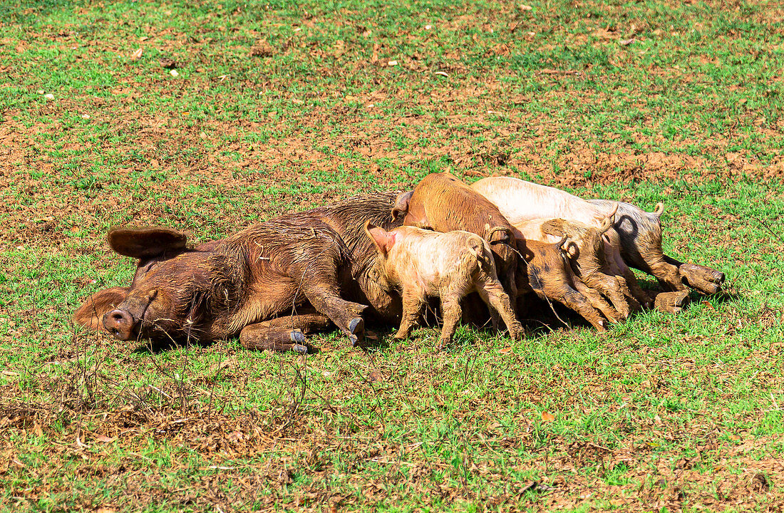 Sau säugt Jungtiere im Vinales Tal ("Valle de Vinales"), Pinar del Rio Provinz, Kuba