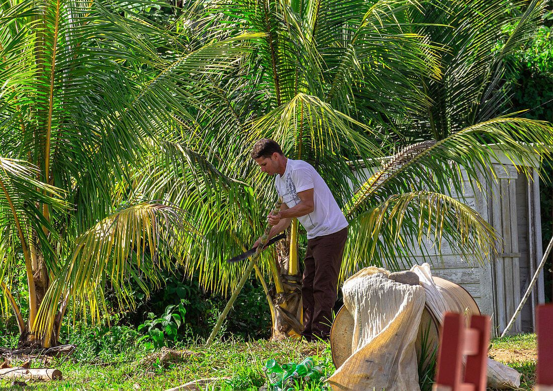 Sugar cane cultivation at the &quot;Los Aquaticos&quot; viewpoint in the Vinales Valley (&quot;Valle de Vinales&quot;), Pinar del Rio province, Cuba