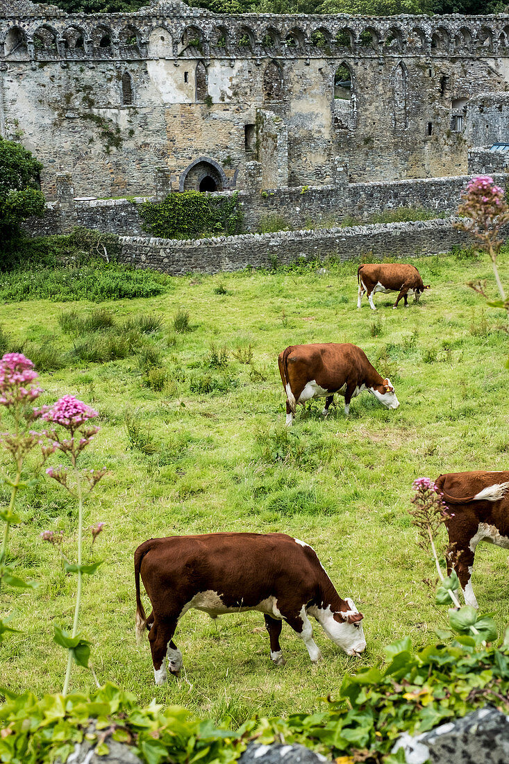 High angle view of small herd of cows grazing near ruins of the Bishop's Palace, St Davids, Pembrokeshire, Wales, UK.