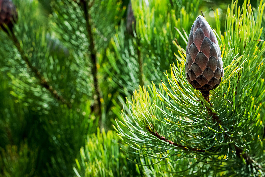 Protea aristata mit geschlossenen Knospen (Close up)