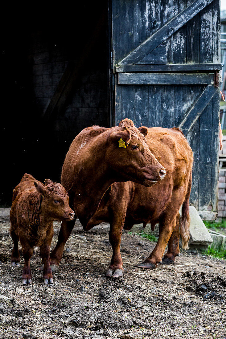 Brown cow and calf standing outside a barn on a farm.