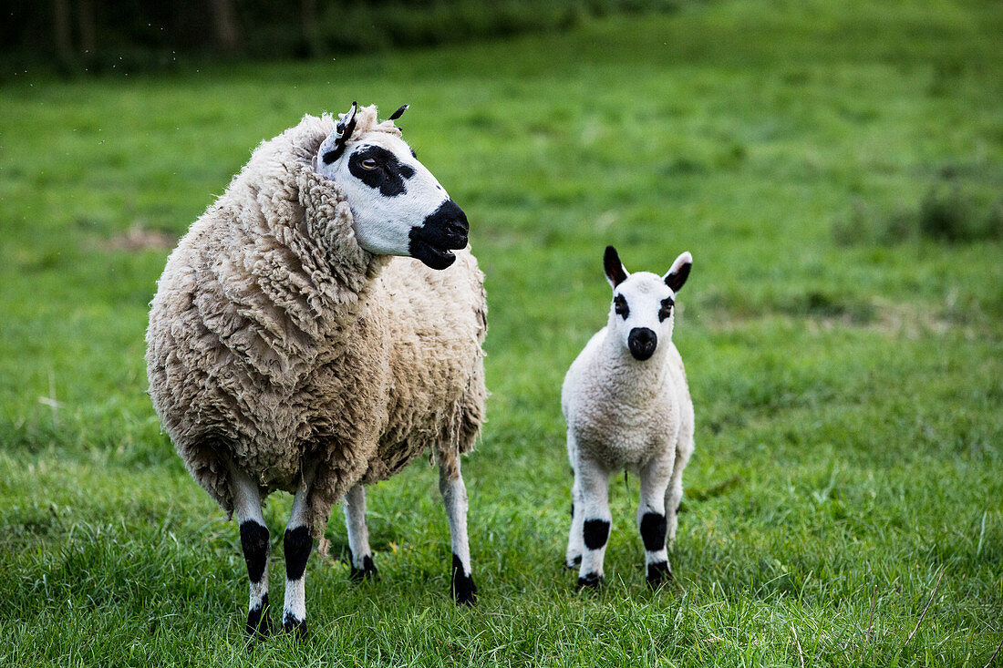 Kerry Hill-Schafe und Lämmer auf einer Weide auf einer Farm