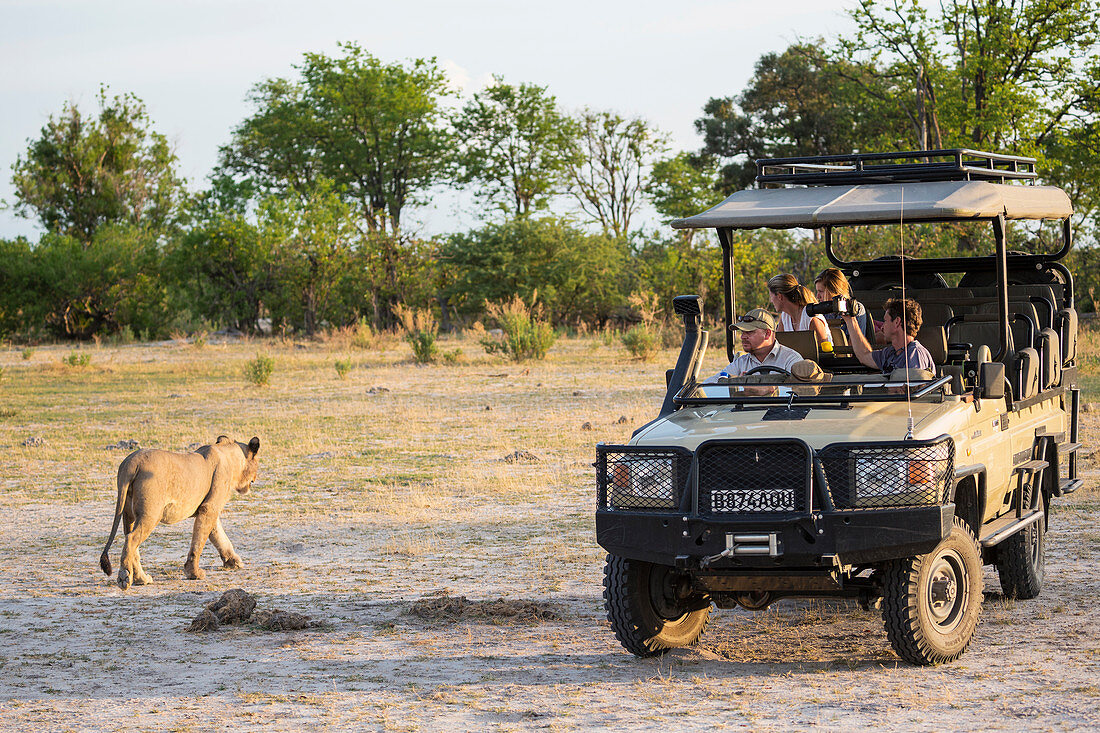 Ein Löwe in der Nähe eines Safari-Fahrzeugs mit Touristen im Busch