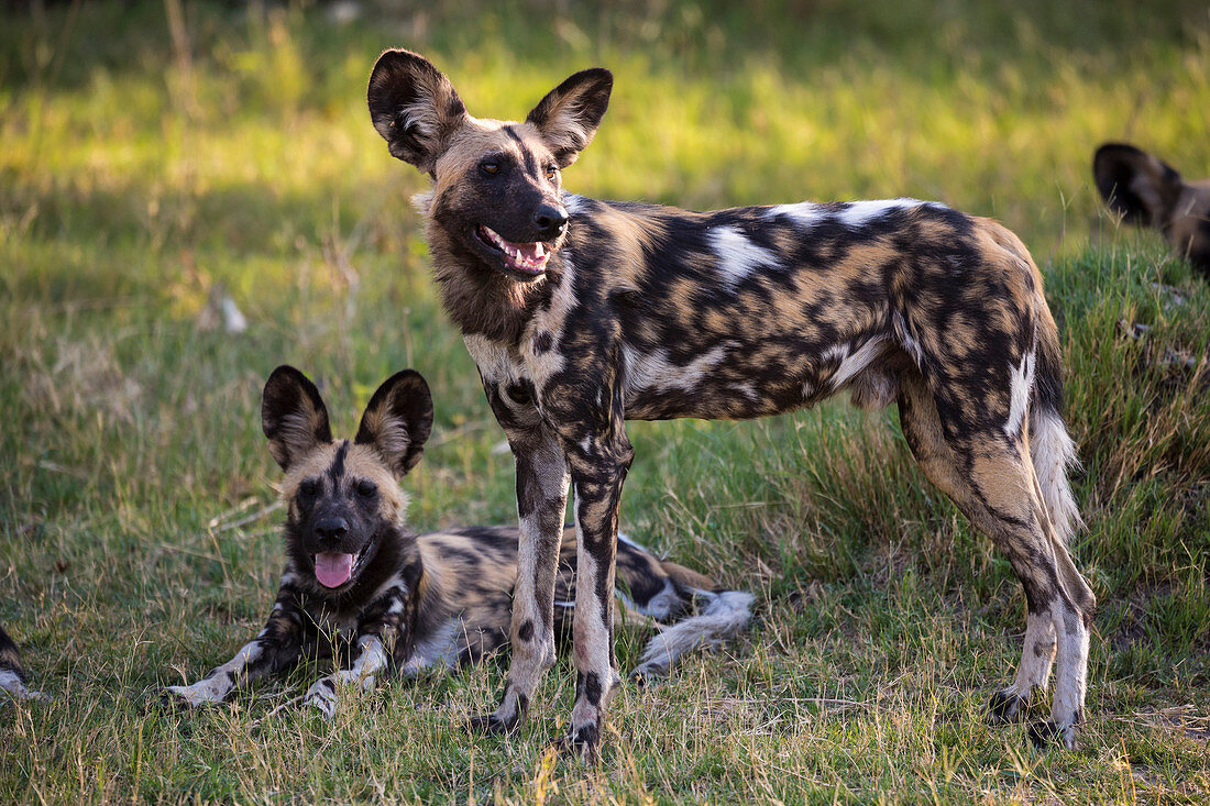 A pack of wild dogs, Lycaon pictus