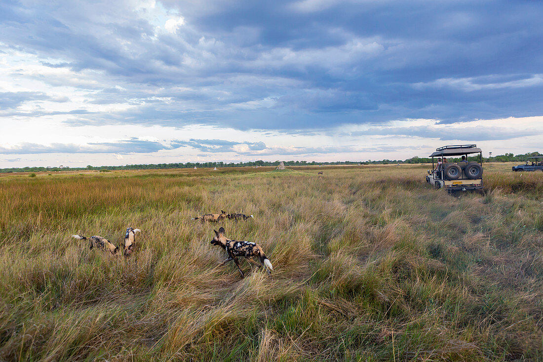 African wild dogs, Lycaon pictus in long grass.