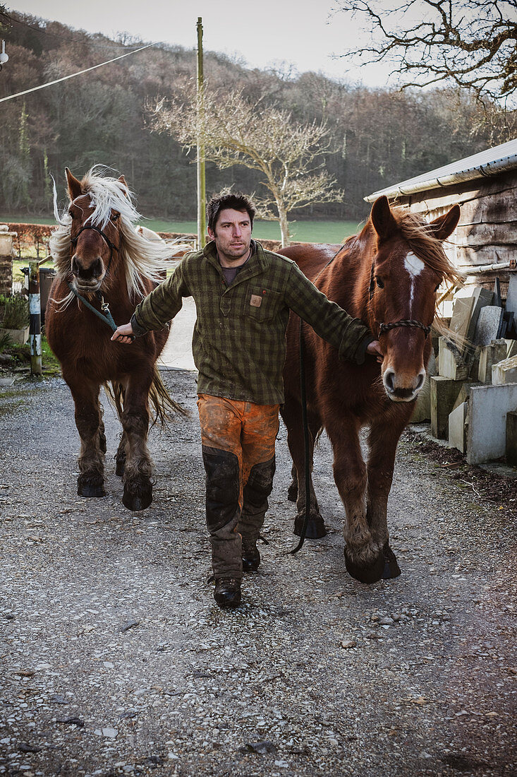 Holzfäller mit zwei seiner Arbeitspferde