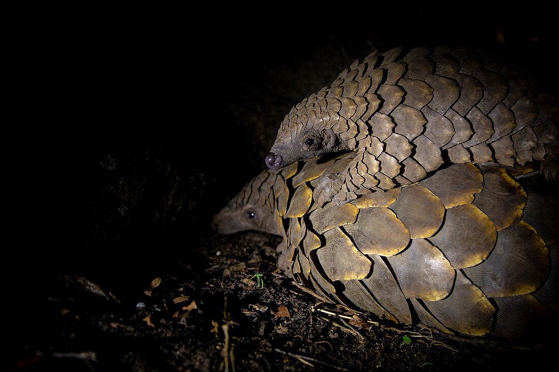 A pangolin, Smutsia temminckii, lies on the ground while her pup lies on her back, blacked out background