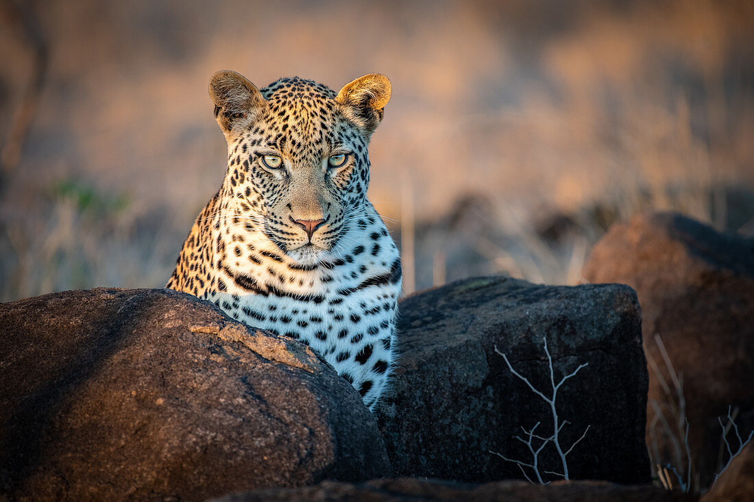 Ein Leopard (Panthera pardus) mit nach vorne gerichteten Ohren