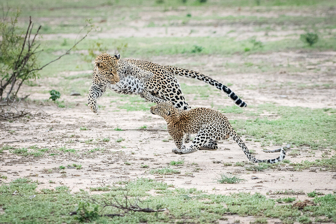Eine Leoparden-Mutter (Panthera pardus) springt und spielt mit ihrem Jungen, beide springen in die Luft