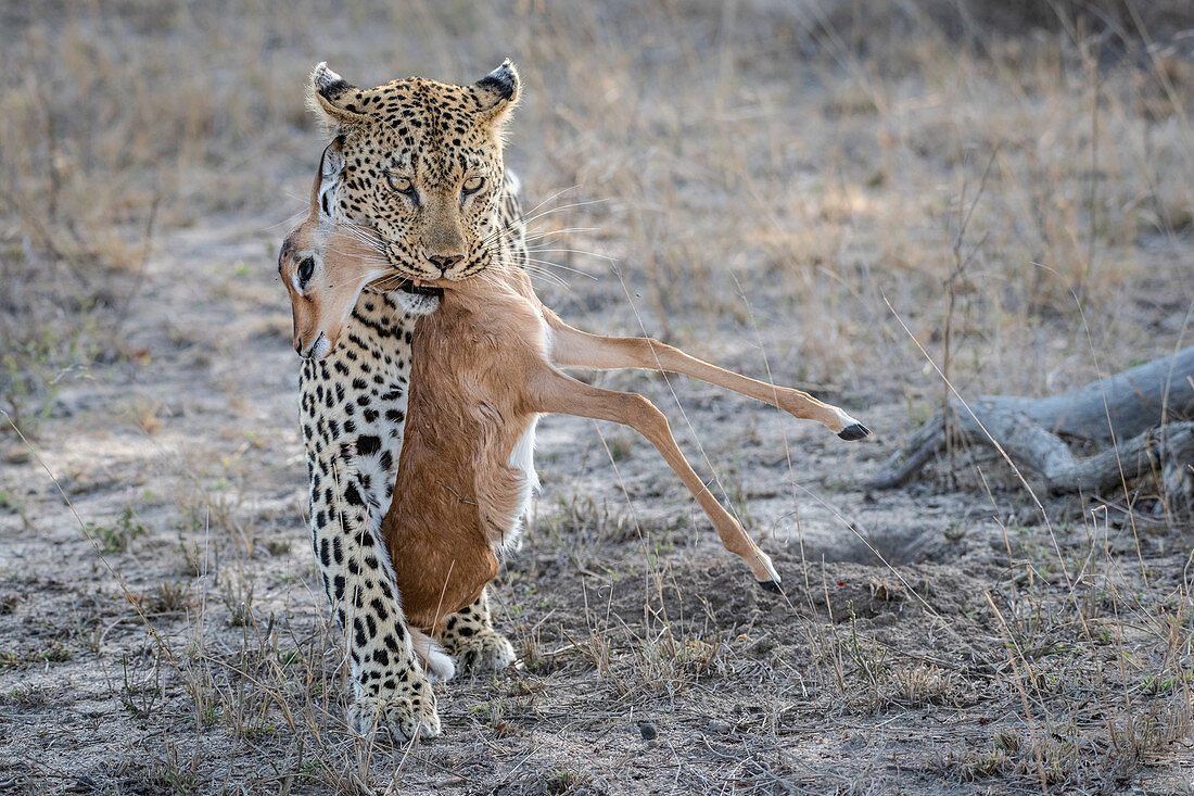 A leopard, Panthera pardus, walks towards the camera, holding an impala calf carcass in its mouth, Aepyceros melampus