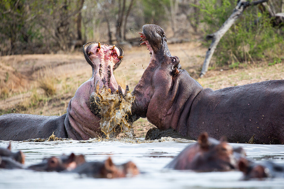 Two hippos, Hippopotamus amphibius, open their mouths while fighting in water, teeth and blood visible