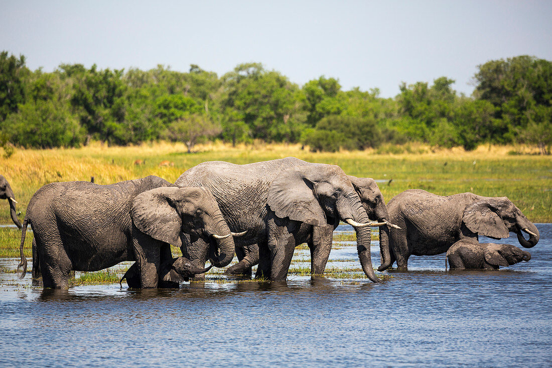 Elefantenherde versammelt sich am Wasserloch, Moremi Game Reserve, Botswana