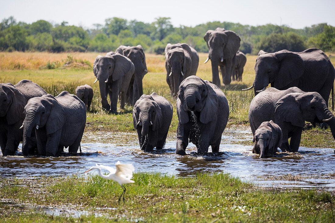 Elefantenherde versammelt sich am Wasserloch, Moremi Game Reserve, Botswana