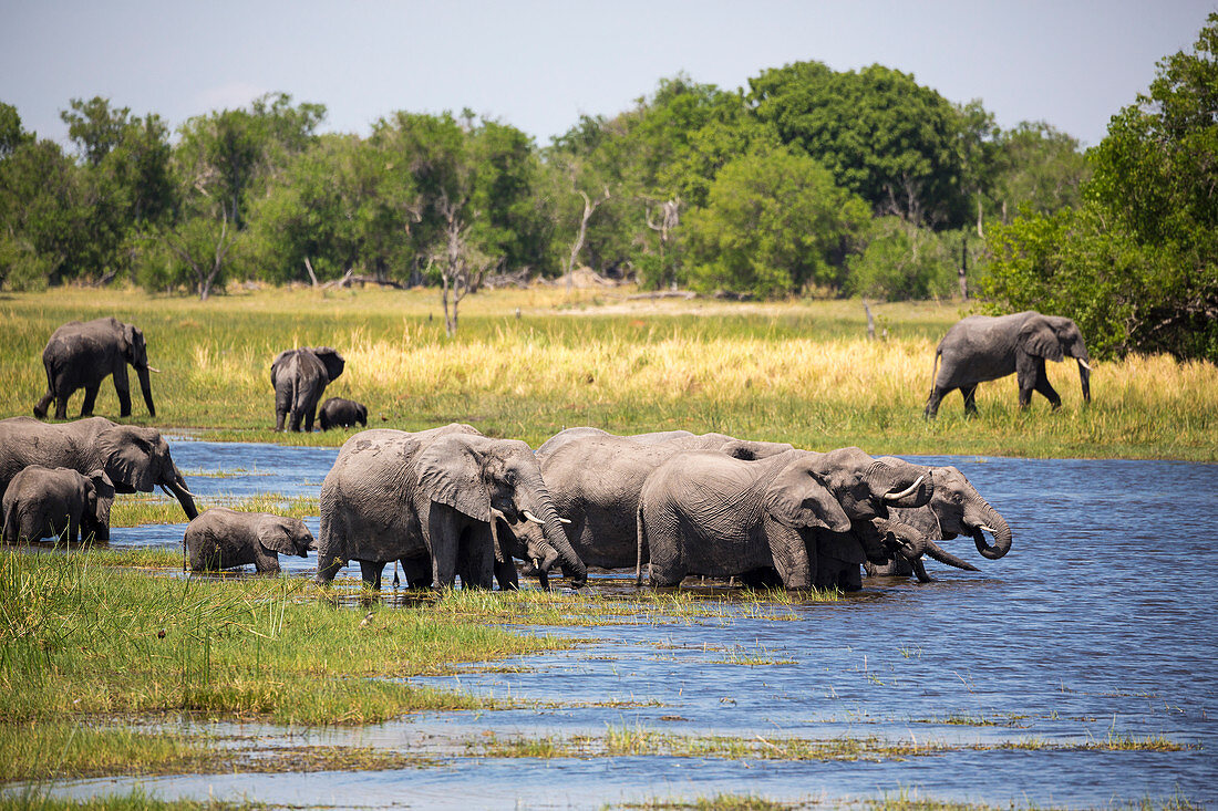 Elefantenherde versammelt sich am Wasserloch, Moremi Game Reserve, Botswana