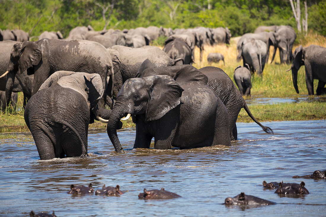 Eine Gruppe Nilpferde im Wasser und eine Herde Elefanten versammeln sich am Wasserloch