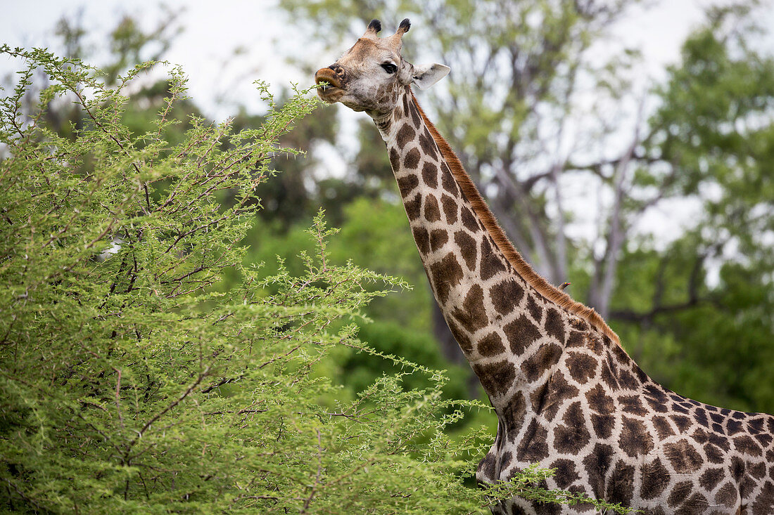 giraffe, Moremi Game Reserve, Botswana