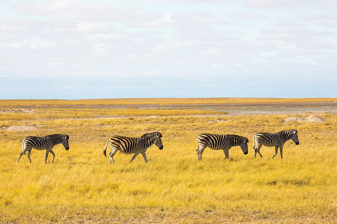 Burchell-Zebras, Kalahari-Wüste