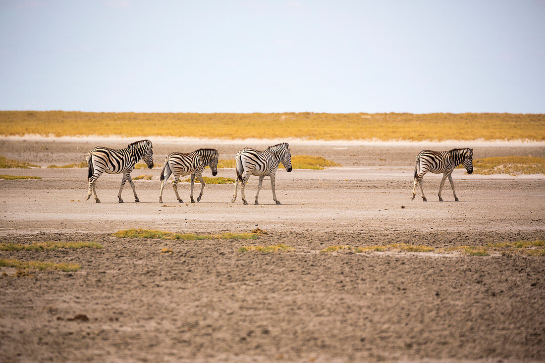 Four Burchell's zebra walking across the dry surface of the Kalahari Desert